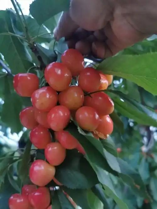 水晶樱桃是什么品种,水晶大樱桃品种介绍(2020大樱桃新品种有哪些)