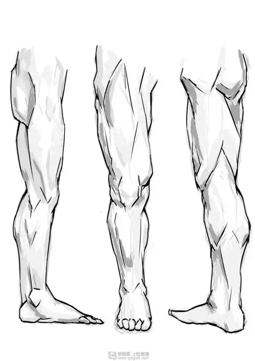 临摹腿腿部人体肌肉结构入门训练