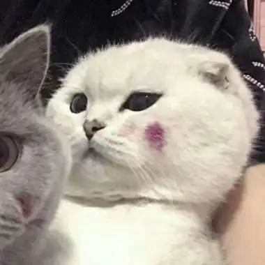 高清可爱的萌猫咪情侣头像一对两张图片