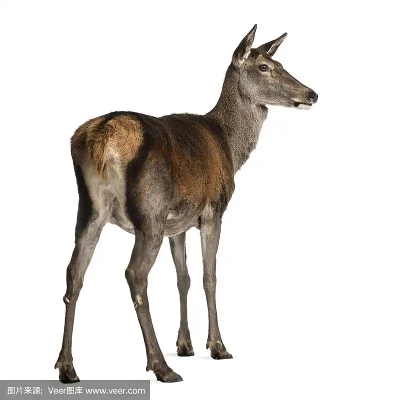 白色背景前的雌马鹿