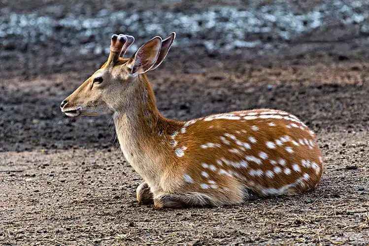 梅花鹿图片_梅花鹿高清图片_全景视觉