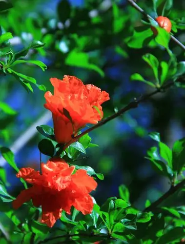 阳光下的阳光100,石榴花迎着朝阳,一身红装闪亮登场