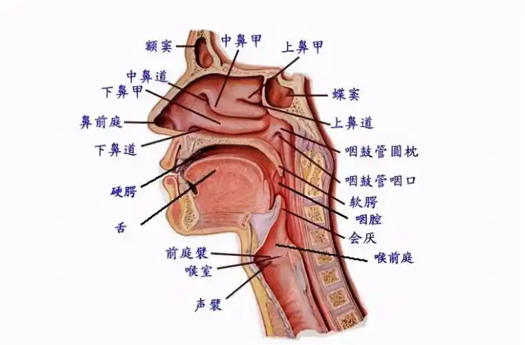 唱歌技巧教学:唱歌不跑调的发声方法,简单实用的唱歌技巧