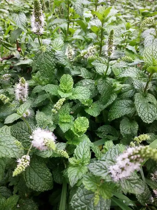 小院里的薄荷开花啦.