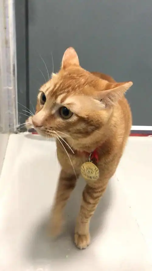 《喵》深圳南山 聪明的成年橘猫 求领养