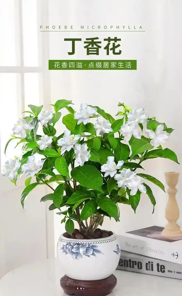 丁香花树苗盆栽鲜花四季开花带花苞植物室内花阳台庭院好养活盆景