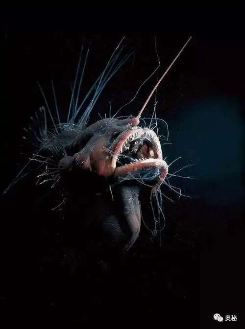 五花八门的深海生物