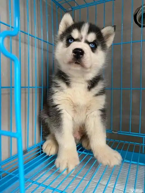 高加索犬 哈士奇幼犬 纯种烟灰色梦幻色蓝眼二哈雪橇犬活体家养宠物