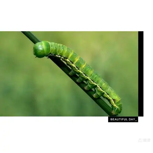 小朋友,你们知道蝴蝶小时候是什么样子吗?