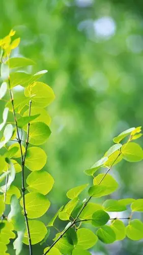 小清新护眼锁屏,高清图片,手机锁屏桌面-壁纸族