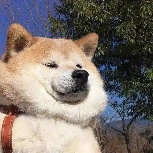 女头像搞笑沙雕笑死人欠揍单身狗