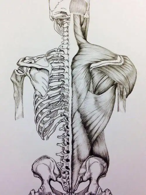 这些骨头04真好看