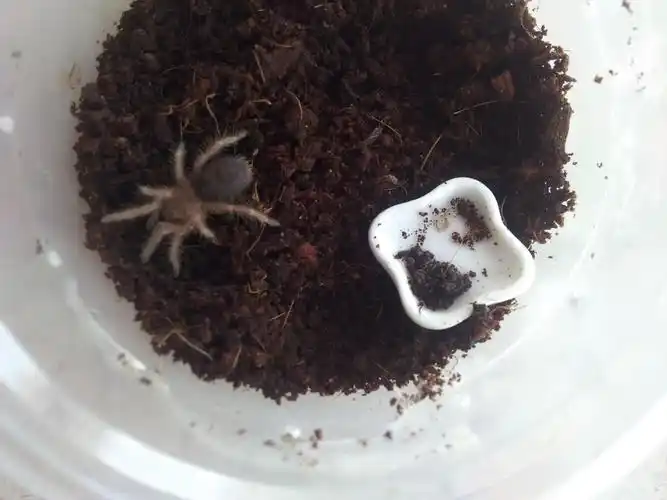 幼体蜘蛛屁股有一层皮翘起,是在蜕皮吗