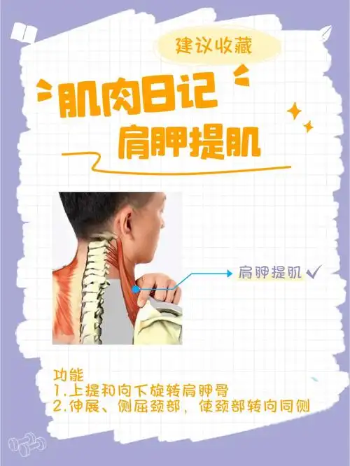 肌肉日记之肩胛提肌