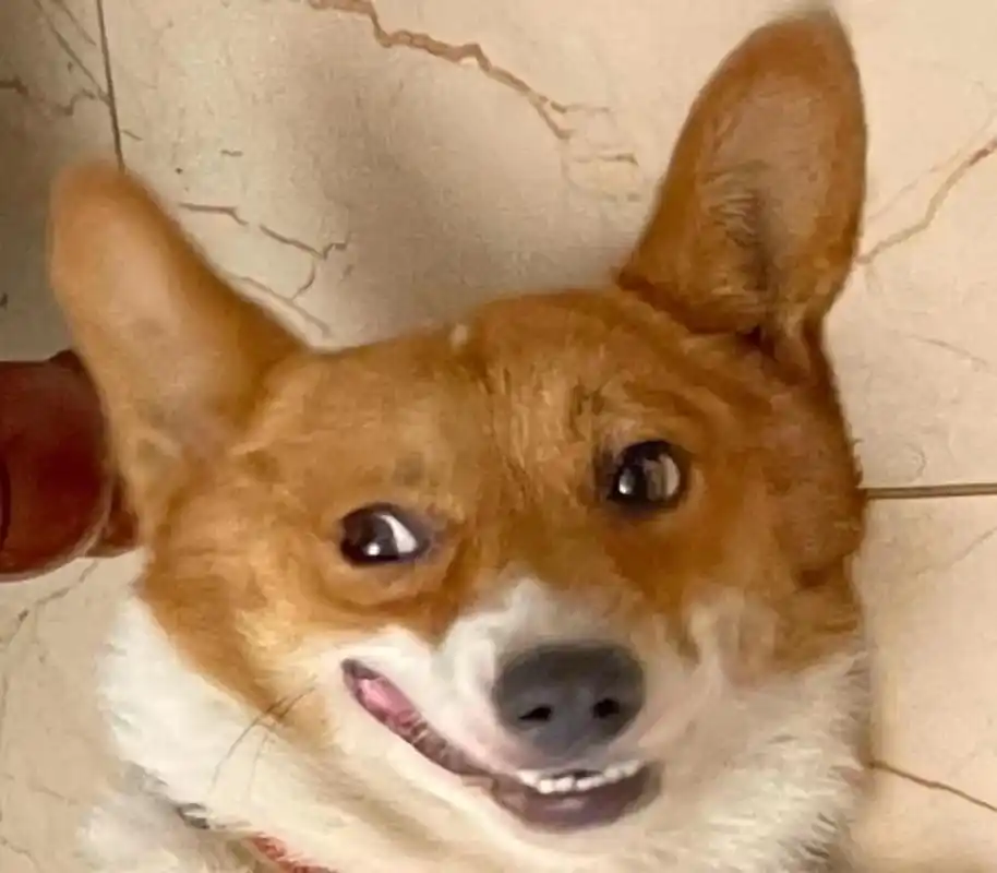 修狗表情管理#家有傻狗 #小短腿的快乐 #调皮捣 - 抖音