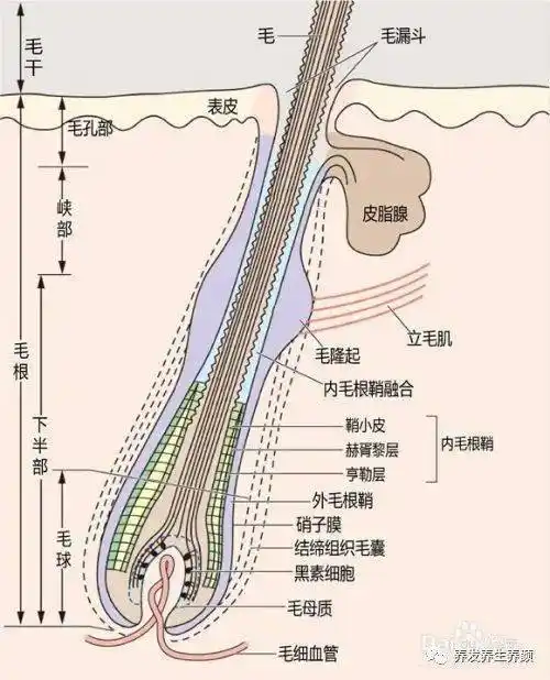 一颗完整的毛囊就是包裹着发根的软组织,有上下两部,上部为漏斗部与