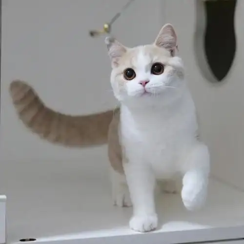 英短乳白  #乳色英短  #仙女猫  #我家宠物好可爱#英短猫舍  #蚊è