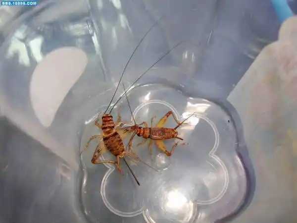 灶马蟋,又名突灶螽[1],灶蟋,灶蟀,灶姬,灶姬娘娘(旧社会的道家思想