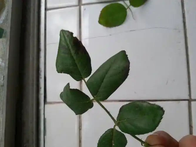 欧洲月季遗产买回来一段时间后,叶子出现向下卷曲并有黑斑,请问这是