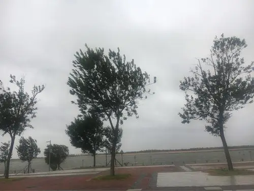 树被风婆婆刮的东倒西歪的