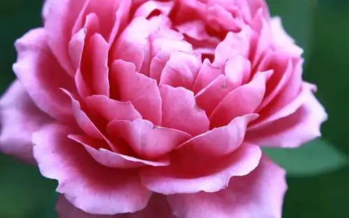 小清新唯美牡丹唯美特写,鲜花-回车桌面