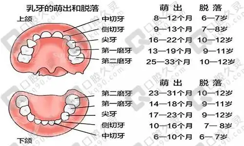 儿童换牙顺序图