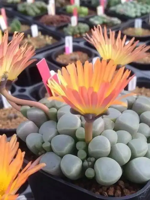 10种最漂亮的石头(这些石头居然开花了)(30)