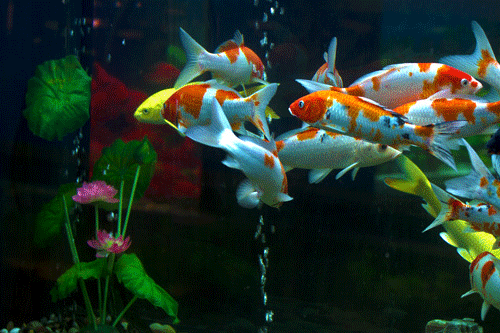 500_333gif 动态图 动图