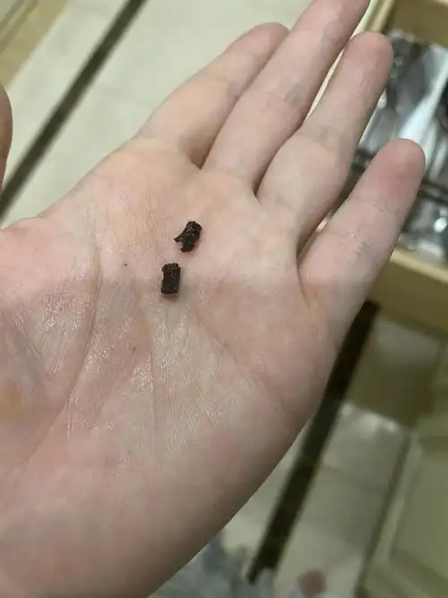 有人帮我分辨一下这是老鼠屎吗09