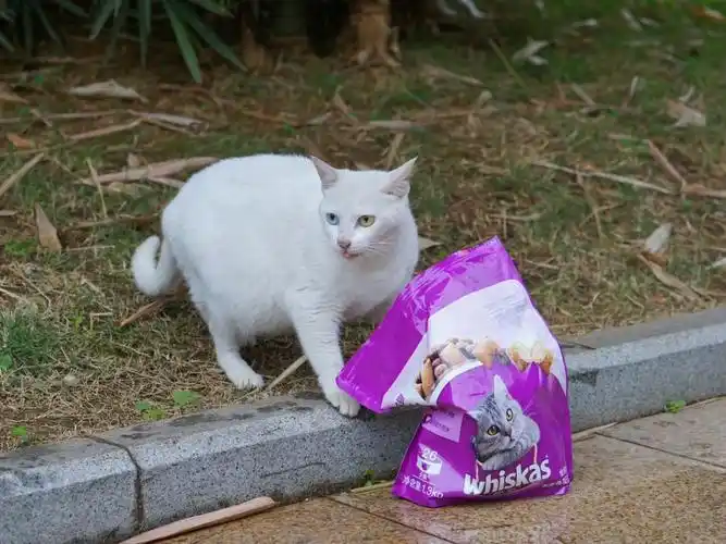 流浪猫写真记现在流浪猫的颜值真卷啊