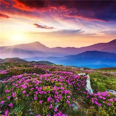 招财头像花 高清漂亮的招财吉祥微信头像花的图片大全_风水头像_美头