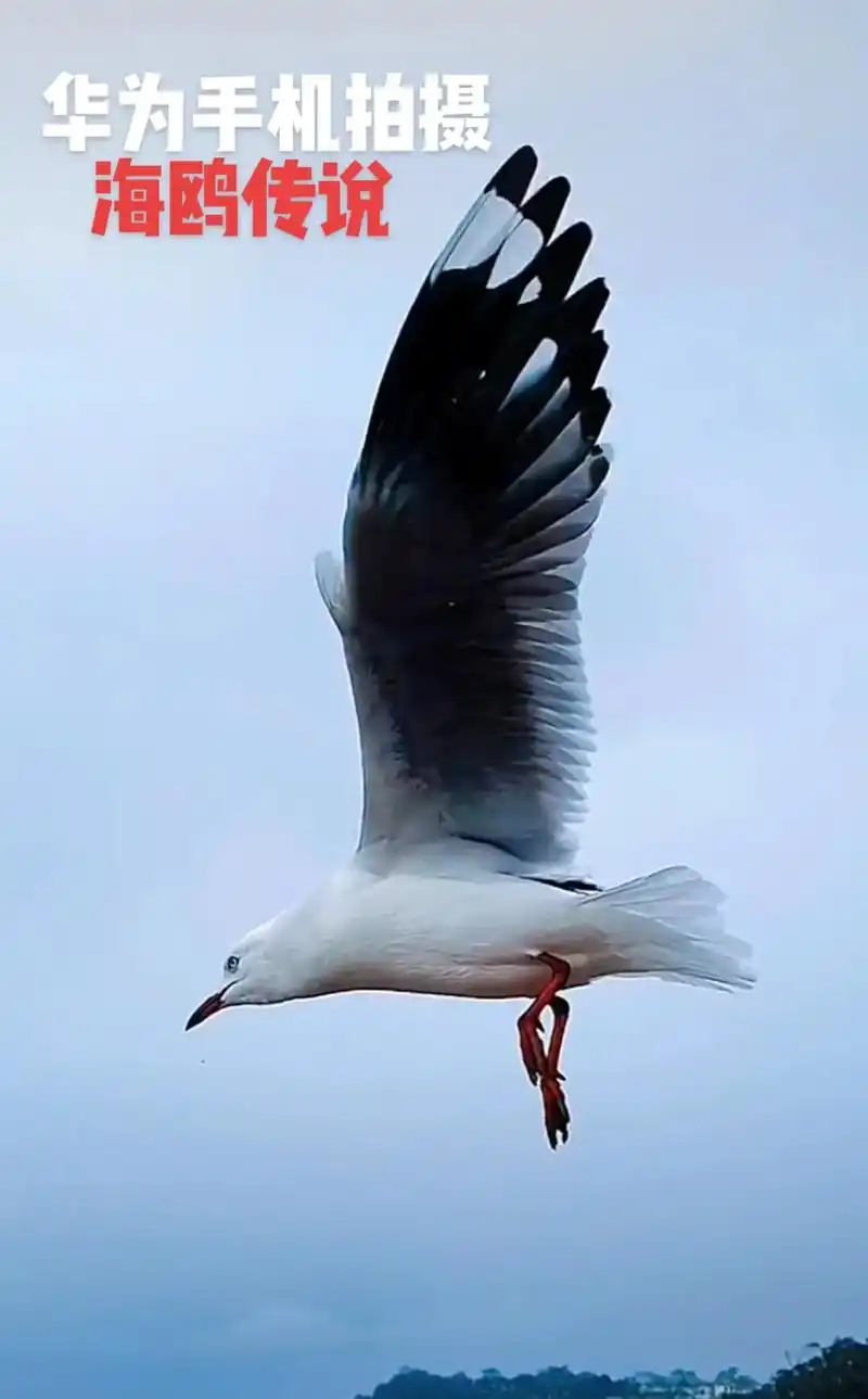 海鸥在辽阔的大海上自由的飞翔,它向人们吶喊:我要飞的更高!飞 - 抖音