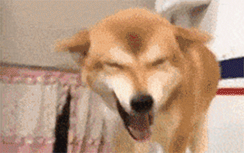 虽然它飞机耳大饼脸但在918的今天我们来谈谈日本柴犬的槽点