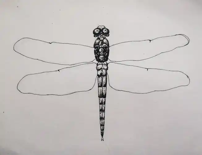 写美篇写生课题:《蜻蜓》 年龄段:中高年龄段 材料:铅笔,中性笔,素描