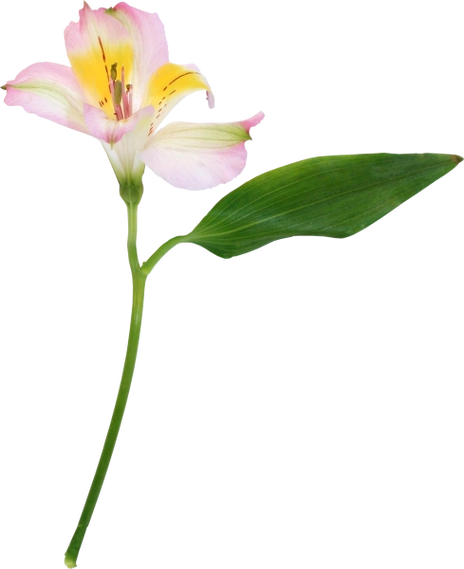 【引用】《花系列》png免抠图素材