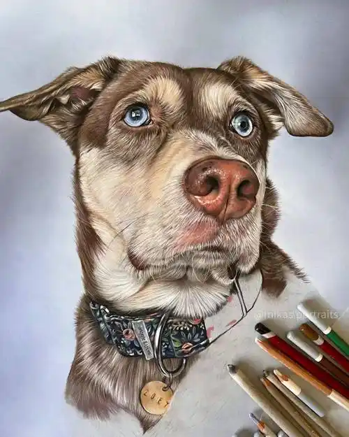 超写实彩铅狗狗手绘,太逼真了!_mikas_版权_网络