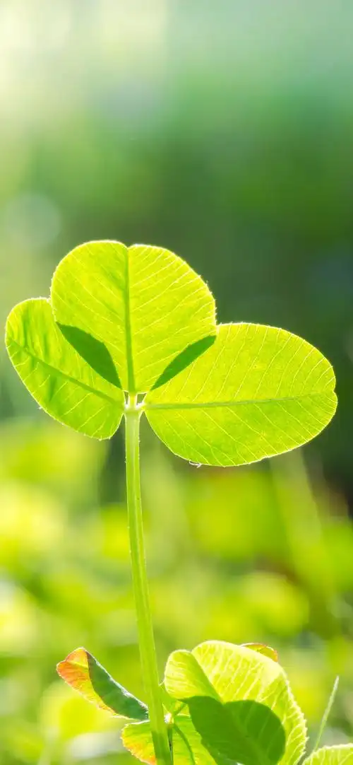 三叶草,绿叶,阳光,自然 iphone 壁纸