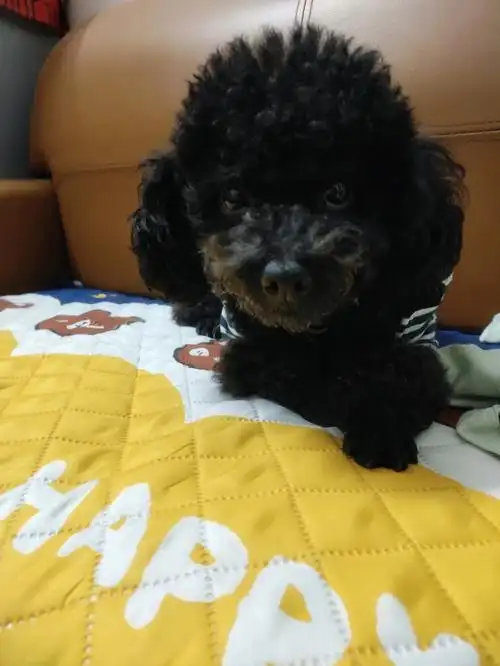 你家黑色泰迪叫什么呀