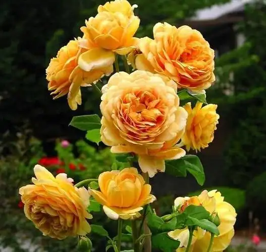 这样的黄金庆典在英国月季花中是属于花朵最大,而且最为壮观的品种之