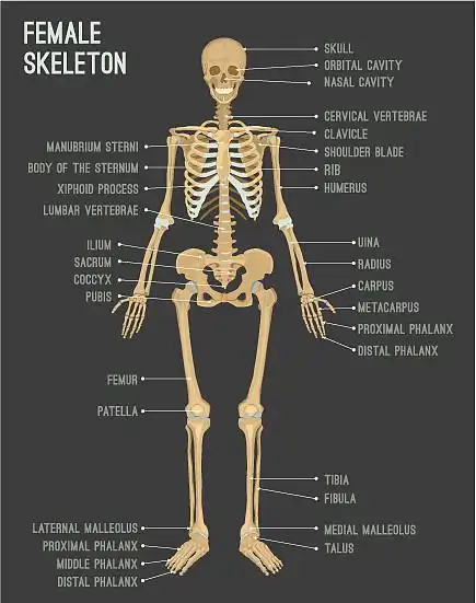 女性骨骼图像