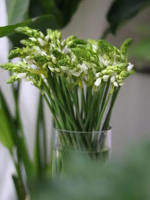 雀梅 你见过春天的小尾巴嘛?