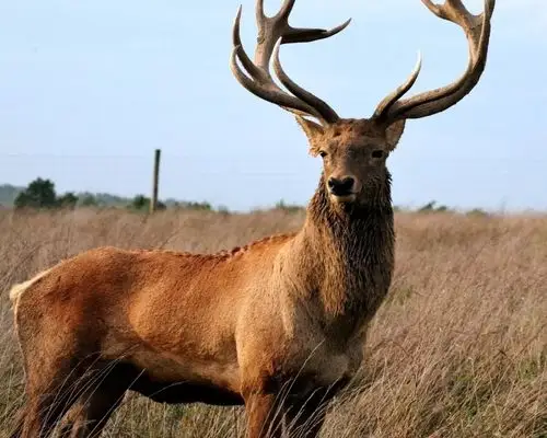 告白智人?没意思,这里有对马鹿最真情的喜欢