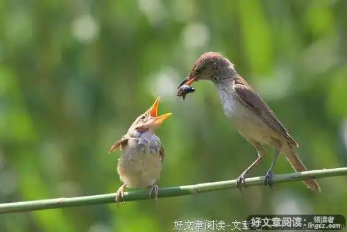 催人泪下的母爱故事