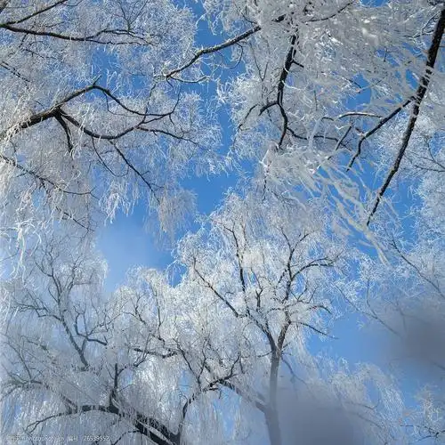 树木上的冰花摄影图片