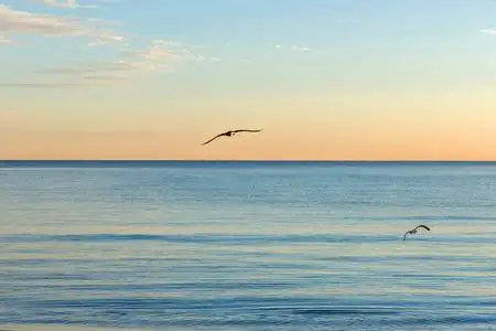 海鸥飞过大海.照片