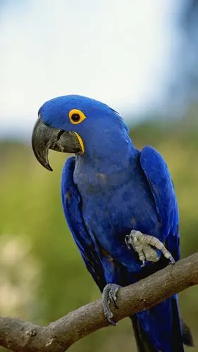 v蓝鹦鹉,你来自哪个国度?