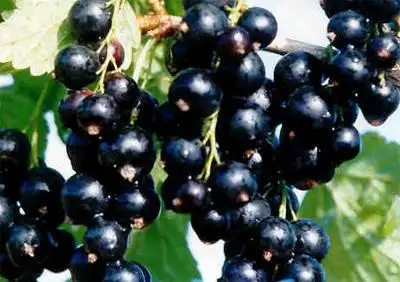 四大黑色水果营养又养颜 还您白皙皮肤(3)