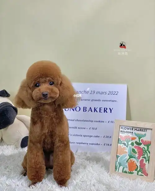 泰迪假耳毛高耳位造型