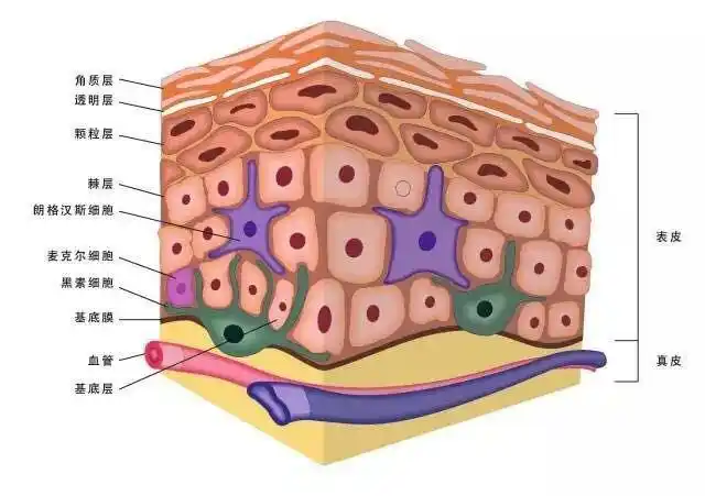 护肤专家悦婵姐姐:如何系统的祛除痘痘,痘印和痘坑?