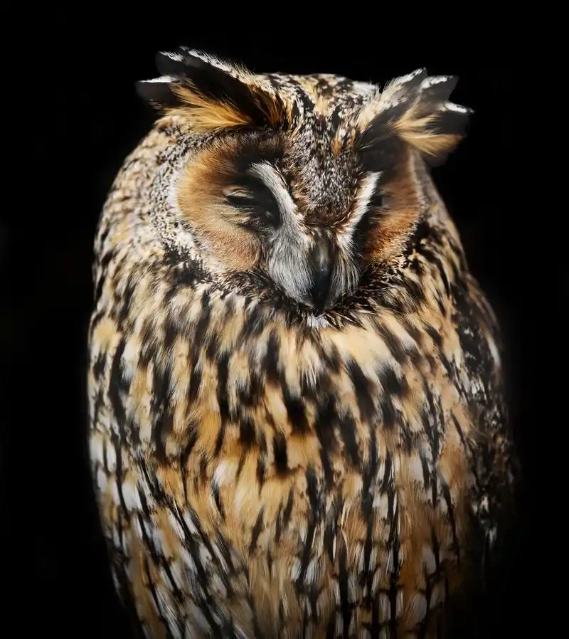 猫头鹰睡觉,猫头鹰睡觉